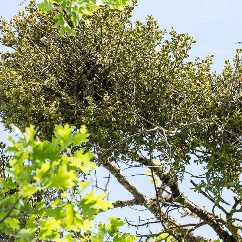 mistletoe growing on an oak branch